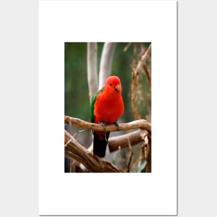 King Parrot Posters and Art